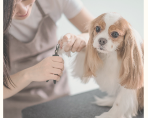 Pet groomer trimming the nails of a small brown and white dog on a grooming table, showcasing pet care services.