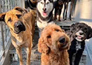 Wooftopia