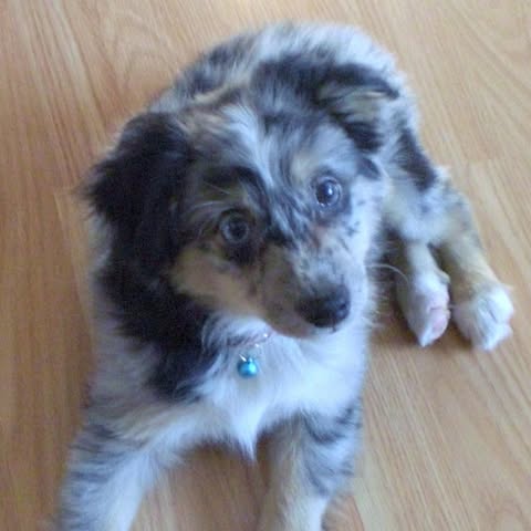 paws pax